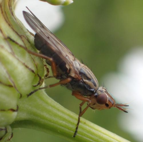 Dorycera graminum